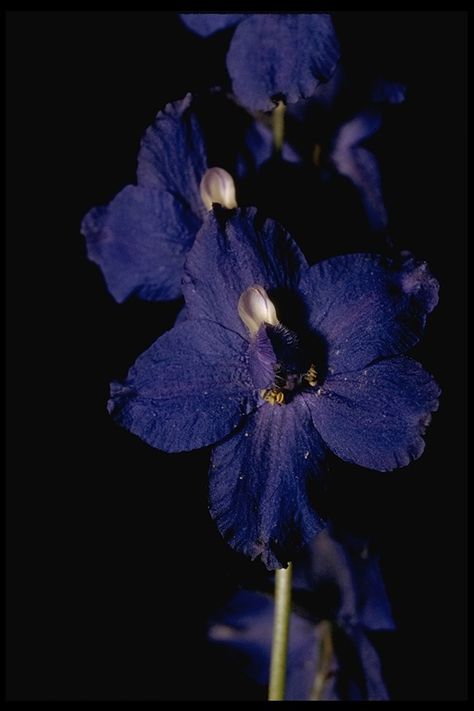 Delphinium sp. Delphinium Flowers, Blue Bell Flowers, Dark Blue Flowers, Blue Delphinium, Cute Tiny Tattoos, Dark Fairy, Delphinium, Tiny Tattoos, Dark Aesthetic