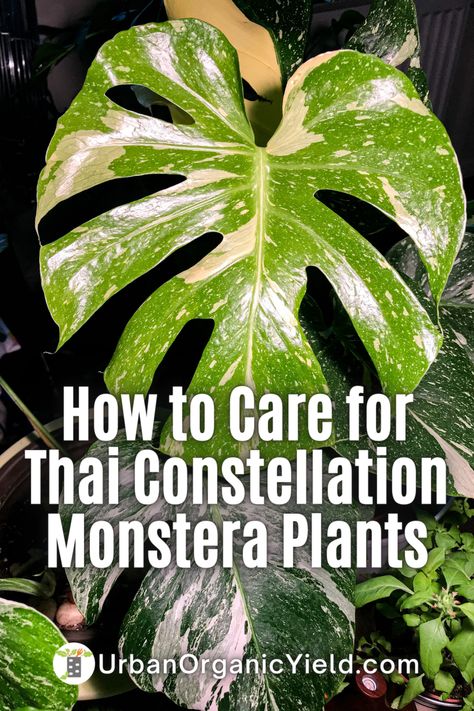 Thai Constellation Monstera Care, Monstera Thai Constellation Care, Monstera Constellation, Thai Monstera, Thai Plants, Thai Constellation Monstera, Indoor Forest, Monstera Plant Care, Houseplant Collection