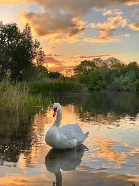 Pretty Animal Photography, Pond Photography, Swan Photo, Swan On Lake, Swan Photography, Lake With Swans, Swan Pictures, Swans Swimming, Swans