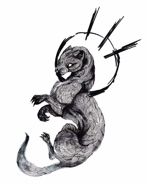 Ink Animal Illustration, Weasel Art Illustrations, Ermine Tattoo, Ermine Drawing, Stoat Tattoo, Mongoose Tattoo, Ferret Sketch, Weasel Tattoo, Weasel Illustration