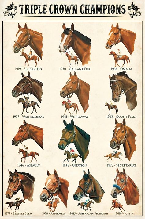 Famous Race Horses, Race Horses Thoroughbred, Horse Thoroughbred, Horse Markings, Horse Coat Colors, Racing Horse, Triple Crown Winners, Horse Facts, Horse Races