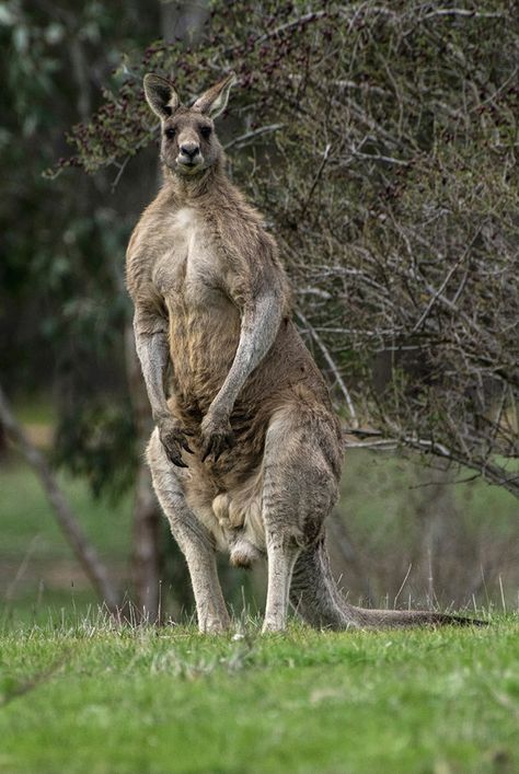 Muscle bound male eastern gray kangaroo. Big boy! Kangaroo Photo, Mammal Photography, Male Kangaroo, Kangaroo Jack, Eastern Grey Kangaroo, Owl Tat, Grey Kangaroo, Baby Kangaroo, Red Kangaroo