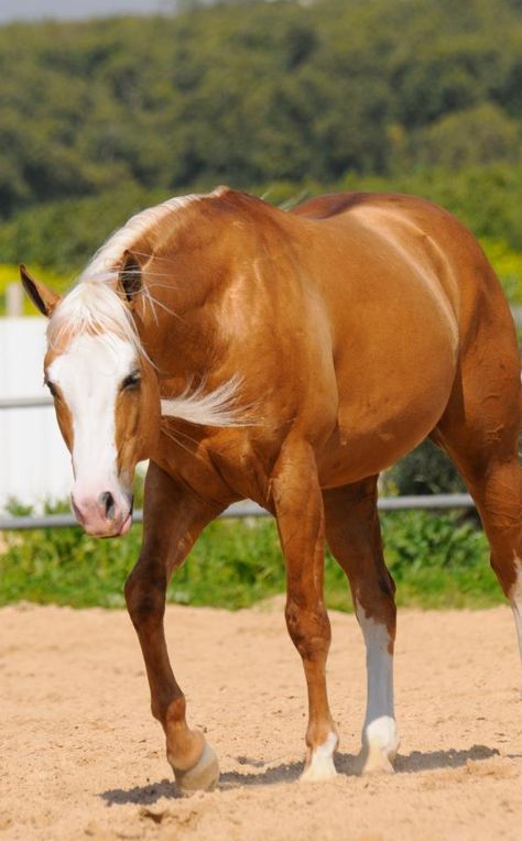 Quarter Horse stallion Palomino Stallion, Horse Palomino, Equine Veterinarian, Palomino Horses, Bald Face, Equine Veterinary, Quarter Horse Stallion, Reining Horses, Palomino Horse