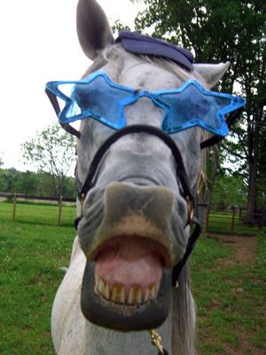 Silly Horses Pictures, Funny Horse Pics, Silly Horse, Horse Meme, Funny Horse Pictures, Horse Funny, Hilarious Dogs, Horse Memes, Beautiful Horses Photography