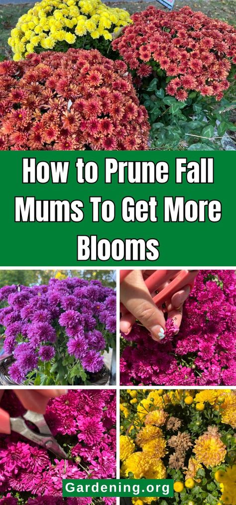 How to Prune Fall Mums To Get More Blooms How To Take Care Of Fall Mums, Planting Mums In Ground In Fall, When To Prune Roses, Diy Compost, Fall Mums, Mums Flowers, Landscape Plants, Moth Orchid, Plant Diseases