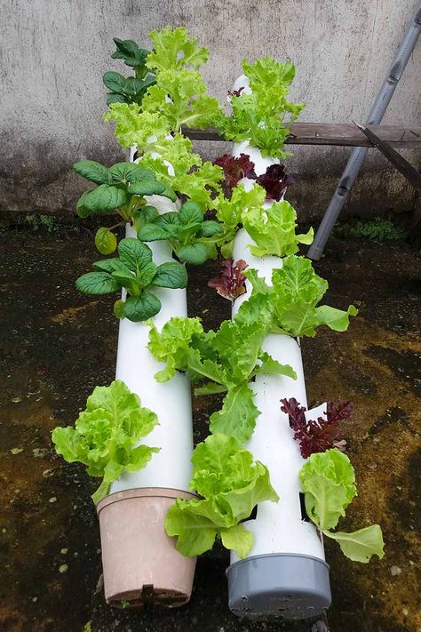 Lettuce Growing Ideas, Lettuce Growing Container, Lettuce Planter Ideas, Lettuce Garden Container, How To Grow Lettuce In Containers, Lettuce Container Garden, Lettuce Garden Ideas, Lettuce Tower, Growing Lettuce In Containers