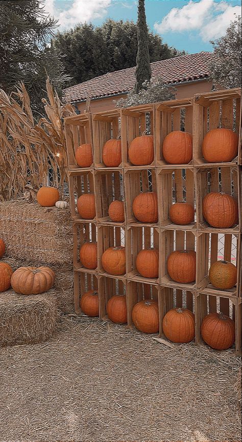 Fall Fest Table Decorations, Fall Fest Photo Backdrop, Harvest Backdrop Ideas, Pumpkin Patch Minis, Fall Fest Photo Booth Ideas, Fall Backdrops For Pictures Outdoor, Fall Photoshoot Backdrop, Halloween Mini Session Ideas, Fall Farm Photoshoot