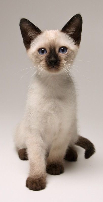 Siamese Kittens, Cats Rule, Cute Kitties, Cat Photography, Adorable Cats, Domestic Cat, Here Kitty Kitty, Cute Cats And Kittens, Angkor