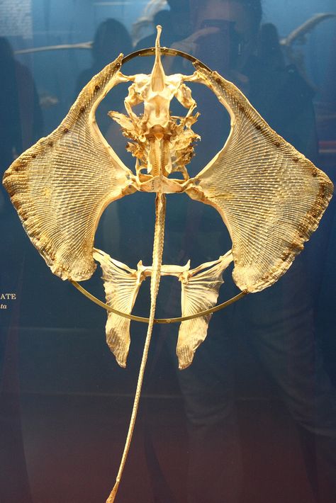 Manta ray skeleton | by How I See Life Animal Skeletons, The Skeleton, Animal Bones, A Skeleton, Aquatic Animals, Manta Ray, Animal Skulls, Ocean Creatures, Skull And Bones