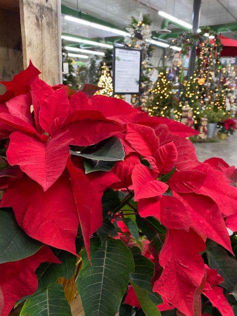 #poinsettias #christmas #earlmay #plants #houseplants #christmasplant #red #redaesthetics Christmas Plants, Home Plants, Plant Aesthetic, S Aesthetic, Christmas 2023, Poinsettia, Choir, House Plants, Stars