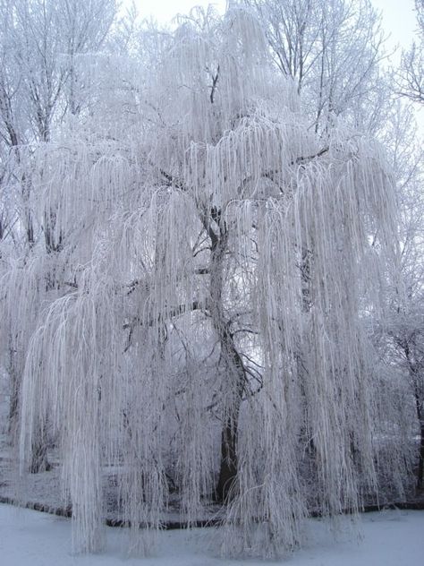 Weeping Willow Covered In Snow. Willow Tree Art, Weeping Willow Tree, Snow Covered Trees, Winter Szenen, Weeping Willow, Tree Photography, Winter Magic, Winter Scenery, Winter Beauty