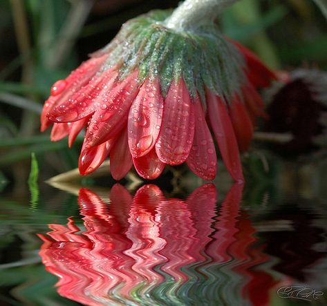 Water Reflection Photography, Distortion Photography, Reflection Photos, Reflection Art, Reflection Photography, Digital Photography School, Hidden Beauty, Water Reflections, Water Photography