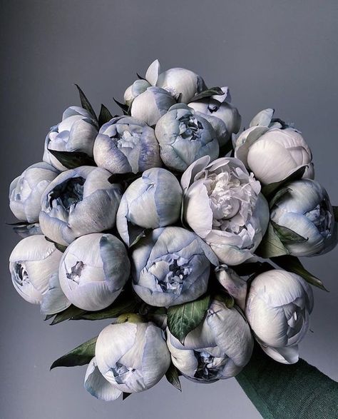 Blue Peonies, Boquette Flowers, Nothing But Flowers, Flower Therapy, Beautiful Bouquet Of Flowers, Beautiful Flower Arrangements, Luxury Flowers, Cherry Bomb, Exotic Flowers