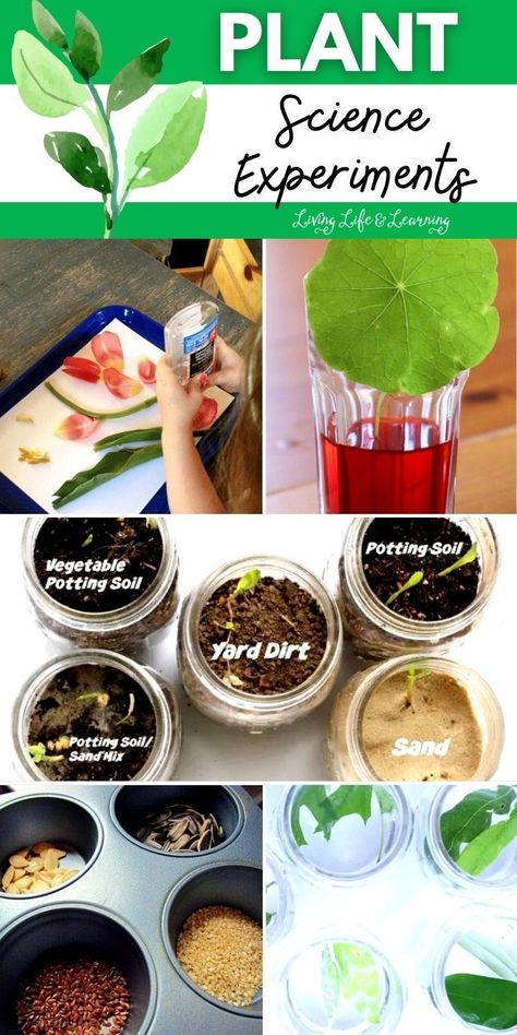 Do you want your homeschool topic about plants to be more fun and   exciting? Try these Plant Science Experiments that kids will love!   You'll never be disappointed if you incorporate some STEM Activities for   kids in your homeschool lessons. Plant Experiments For Kids, Plant Stem Activities, Horticulture Activities, Plant Activities For Kids, Plant Science Fair Projects, Plants Science Project, Therapeutic Horticulture, 2024 Growth, Plants Science Experiments