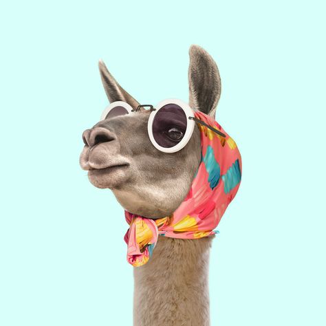 Llama dressed in head scarf and sunglasses Llama Art, Paul Fuentes, Wearing Sunglasses, Llama, Alpaca, Art Print, Sunglasses, Frame, Blue