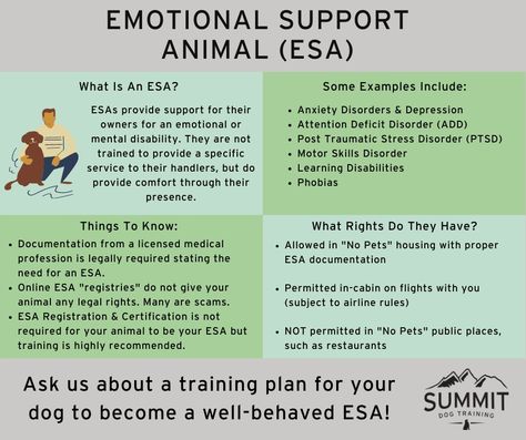 All About Support Dogs - Emotional Support, Service Animals, & Therapy Dogs Psychiatric Service Dog, Service Dog Training, Emotional Support Dog, Working Dog, Emotional Support Animal, Support Dog, Puppy Chow, Ball Python, Human Relationship