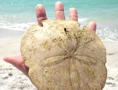 Best Time To Find Seashells in Florida Sand Dollar Crafts, Florida Shelling Beaches, Sand Dollars Beach, Best Seashell Beaches In California, Florida Shell Identification, Florida Seashell Identification, Seashell Identification, Sand Dollar Craft, Amelia Island Florida