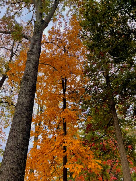 Fall • Fall in TN • Tennessee Fall • Fall aesthetic Fall In East Tennessee, Tennessee Aesthetic, Tennessee Fall, Autumn Drives, East Tennessee, Fall Aesthetic, Tennessee, Collage, Halloween