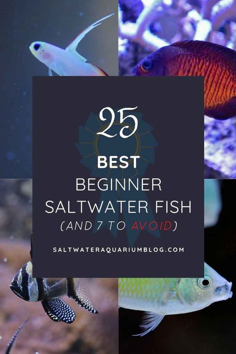 25 best beginner saltwater fish pinterest Fresh Water Fish For Aquariums, Saltwater Aquarium Beginner, Salt Water Aquarium, Aquarium Tips, 7 Fishes, Saltwater Aquariums, Saltwater Aquarium Fish, Saltwater Fish Tanks, Fishing For Beginners