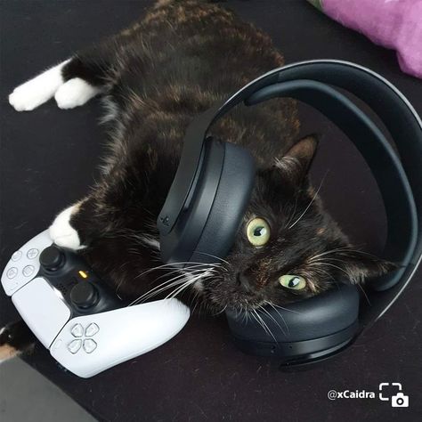 Black Cat With Headphones, Black Cat Headphones, Cat With Headphones, Cats Pfp, Headphones Drawing, Cat Headphones, Gamer Cat, Reaction Pictures, Playstation