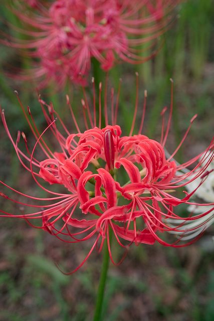 Spider Lilly Aesthetic, Spider Lilly Flowers, Spider Lillie’s, Spider Lillies, Amaryllis Tattoo, Spider Lilies, Lilies Drawing, Red Spider Lily, Spider Lily