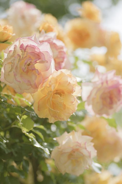 . Pastel Roses, Coming Up Roses, Colorful Roses, Yellow And Pink, English Roses, Love Rose, Flower Beauty, Late Summer, Beautiful Blooms