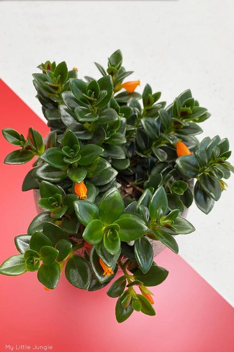 Nematanthus Gregarius Care - Goldfish Plant - My Little Jungle Black Goldfish Plant, Nematanthus Goldfish, Black Goldfish, Goldfish Plant, Gum Trees, Plant Care Houseplant, Indoor Plant Care, Plant Ideas, Garden Stuff