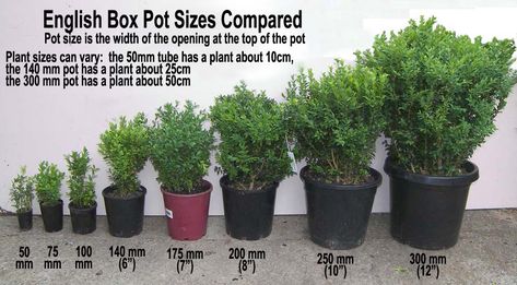 English Box Hedge Plants wholesale Box Hedge, Box Hedging, Planter Bags, Large Plant Pots, Planting Pots, Front Garden Design, Plastic Plant Pots, Plant Box, Small Potted Plants