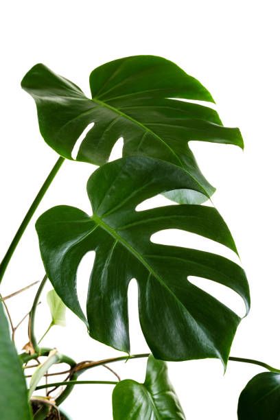 Split Leaf Philodendron, Mural Ideas, Plant Photos, White Princess, Forest Photography, Sustainable Materials, Trees To Plant, High Res, Plant Leaves