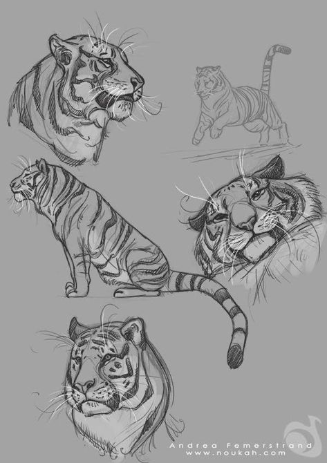 Cool Animal Sketches, Tiger Poses Drawing, Tiger Anatomy Drawing, Animal Study Sketch, Tiger Drawing Sketches, Tiger Poses, Tiger Drawing Tutorial, Tiger Anatomy, Tiger Study