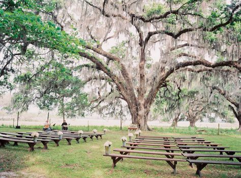 500-Year-Old Oak Ceremony Backdrop Hilton Head Island Wedding, Ceremony Songs, Marriage Day, Wedding Ceremony Ideas, Lowcountry Wedding, Rustic Outdoor Wedding, Spanish Moss, Rustic Outdoor, Hilton Head Island