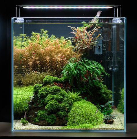 Cube Tank Aquascape, Cube Aquascape, Sidehustle Ideas, Aqua Scape, Aquascape Ideas, Aquarium Garden, Aqua Tank, Aquascape Design, Nano Aquarium