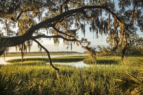 Into the Heart of the Lowcountry by palmetto-bluff South Carolina Lowcountry, Cumberland Island, Palmetto Bluff, Sea Level Rise, Yucatan Peninsula, Spanish Moss, Nature Conservation, Insurance Policy, National Park Service