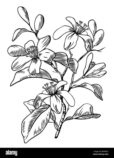 Download this stock image: Illustration of orange blossom. - BKWNET from Alamy's library of millions of high resolution stock photos, illustrations and vectors. Orange Blossom Tattoo Simple, Unalome Tattoo, Blossom Tattoo, Blossom Print, Sketchbook Art, Sketchbook Art Inspiration, Orange Blossom, Photo Illustration, Simple Tattoos