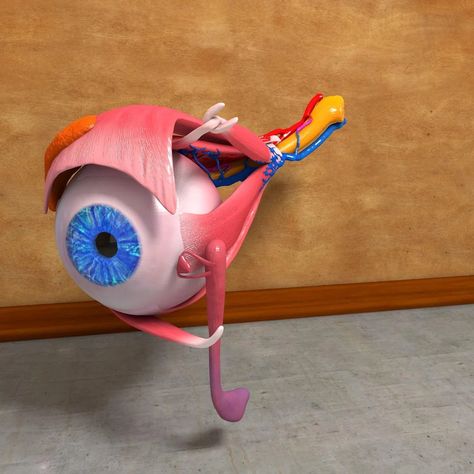 Human Eye Anatomy, Human Muscles, Anatomy Muscles, Human Body Science, Eye Model, 3d Anatomy, Biology Projects, Eye Anatomy, Preschool Classroom Decor