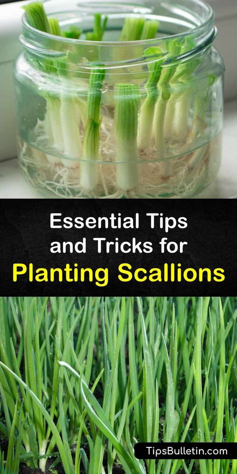 Scallions, or spring onions, are easy and fun to grow. Plant them in full sun and rich, well-draining soil. Mulch suppresses weeds and holds moisture. Eat the green tops and small white bulbs fresh or lightly cooked. Regrow scallions from the grocery store in water. #planting #scallions #growing How To Plant Scallions, Scallions Growing, Growing Scallions, Garden Raised Beds, Green Onions Growing, Kitchen Secrets, Urban Homestead, Homestead Life, Bucket Gardening