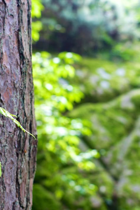 Free stock photo of forest, tree, tree trunk, bark Background Images Trees, Tree Background Images, Tree Hd Background, Tree Beground Hd, Green Tree Background For Editing, Blur Image Background, Green Screen Background Images, Blurred Background Photography, Blur Background Photography