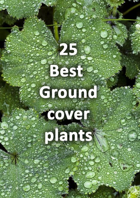 Ground cover plant Ladies Mantle Plant Identification Chart, Ground Covers For Sun, Bergamot Plant, Evergreen Ground Cover Plants, Ground Cover Flowers, Best Ground Cover Plants, Groundcover Plants, Sloping Garden, Garden Preparation