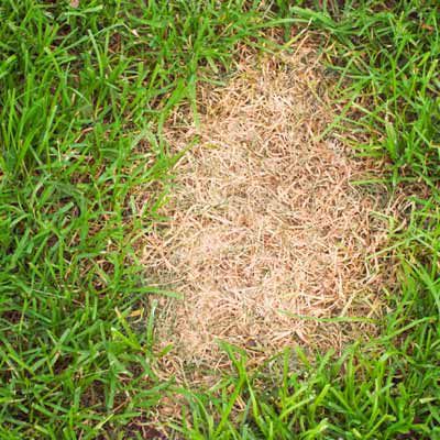 How to Deal With Common Lawn Problems - This Old House Shade Tolerant Grass, Lawn Problems, Pergola Pictures, Making Plant Pots, Aerate Lawn, Lawn Sprinklers, Modern Garden Design, Front Lawn, Home Vegetable Garden