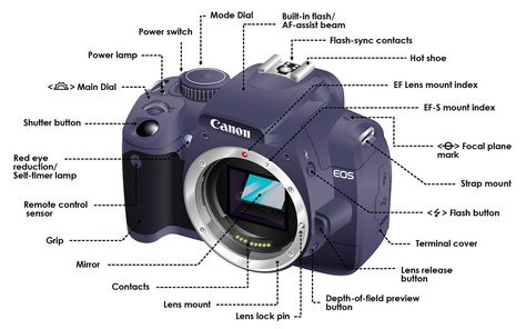 Wait...So Many Buttons! Your DSLR Camera Explained Camera Diagram, Parts Of A Camera, Camera Lenses Explained, Photography Gear Storage, Kamera Dslr, Bridge Camera, Photography Timeline, Camera Drawing, Best Dslr