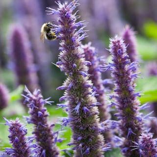 Buy Perennial and Biennial Plants For Spring & Summer Planting | Page 4 | Sarah Raven Scented Plants, Summer Planting, Anise Hyssop, Astrantia Major, Drought Tolerant Perennials, Summer Drawings, Sarah Raven, Biennial Plants, Plant Delivery