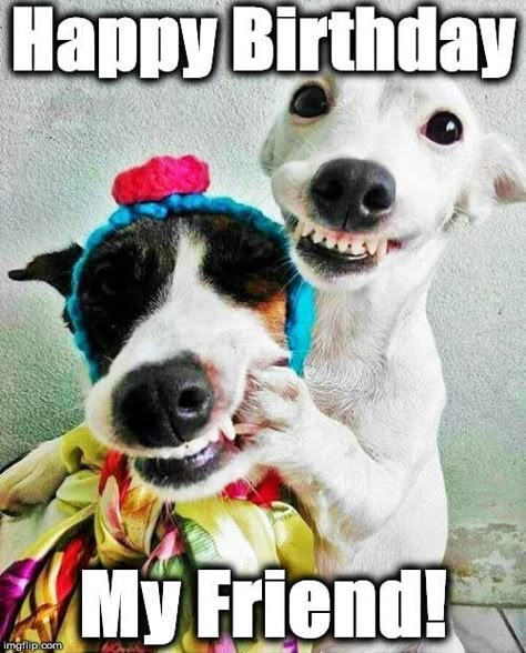 The BEST Happy Birthday Memes Better Than A Gift Birthday Friend Funny, Happy Birthday Friend Funny, Birthday Funnies, Happy Birthday Animals, Happy Birthday Wishes For A Friend, Funny Happy Birthday Meme, Funny Happy Birthday Images, Happy Birthday My Friend, Funny Happy Birthday Wishes