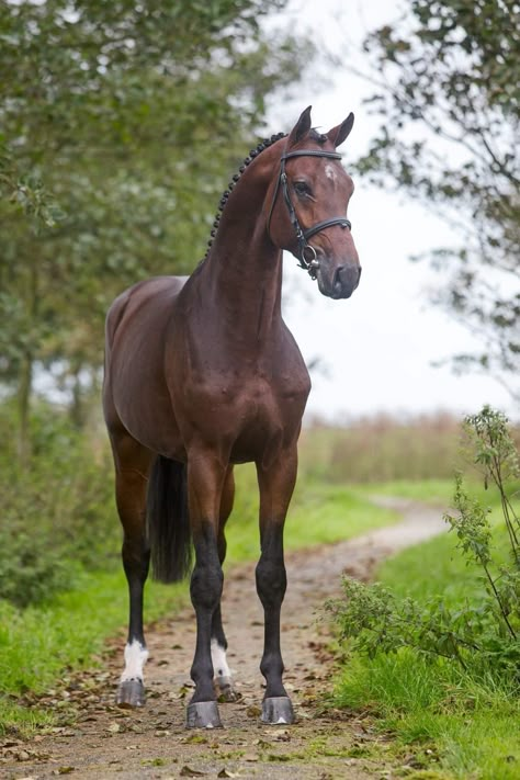 Dutch Warmblood Horse, Trakehner Horse, Horse Standing, Dutch Warmblood, Horse Coat Colors, Warmblood Horses, Show Jumping Horses, Pony Breeds, Beautiful Horse Pictures