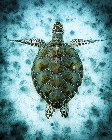 A stream-of-consciousness expression of the ongoing unfoldment and exploration of my awakened life. Sea Turtles Photography, My New Years Resolution, Sea Turtle Pictures, Sea Turtle Painting, Save The Sea Turtles, Baby Sea Turtles, Fauna Marina, Sea Turtle Art, Turtle Tattoo