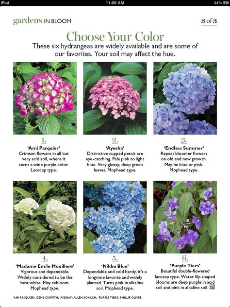 Hydrangea varieties Hydrangea Identification, Hydrangea Colors Shades, Hydrangea Types, Hydrangea Meaning, Garden Plan Hydrangea, Hydrangea Species, Types Of Hydrangeas, Hydrangea Varieties, Blue Hydrangea Flowers