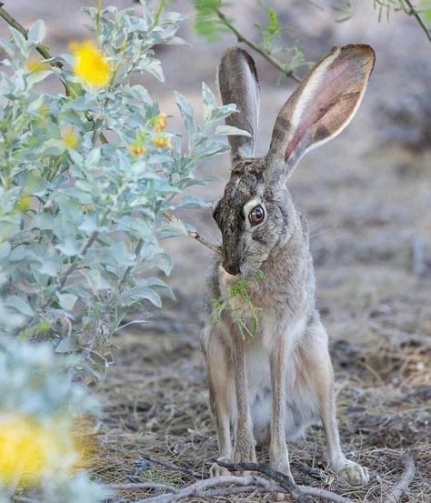 Hare Pictures, Animal T Shirt, Wallpapers Beautiful, Tattoo Nature, Rabbit Sculpture, Rabbit Painting, Animal Study, Jack Rabbit, Rabbit Art