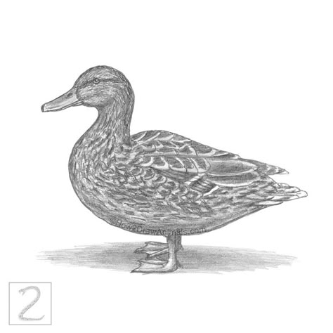 Drawing of a female mallard duck in graphite pencil Mallard Duck Drawing, Draw A Duck, Khaki Campbell Ducks, Tattoo Drawing Ideas, Drawing Birds, Duck Drawing, Animal Sketch, Drawing Instructions, Norfolk Broads