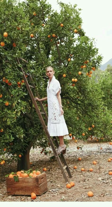 When life gives you oranges make sure you climb a ladder and look amazing in this beautiful country shot. Orange Grove, Orange Tree, Foto Art, Farm Girl, 인물 사진, Fashion Photoshoot, Photoshoot Inspiration, Fashion Shoot, Photography Inspo