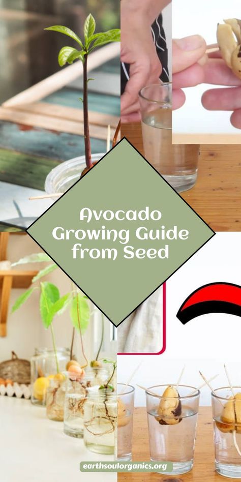 Master the art of growing an avocado from a simple seed. This guide will show you how to nurture your seedling with the right techniques for successful growth. Give your avocado seed the best start possible! #AvocadoGuide #PlantCare #GrowAvocado #SeedStarting #GardenLove Sprout Avocado Seed, Avocado Growing Avocado Seed, How To Grow An Avocado Tree From A Pit, Plant Avocado Seed, Grow Avocado From Seed, Avocado From Seed, Avocado Growing, Avocado Plant From Seed, Avocado Seed Growing