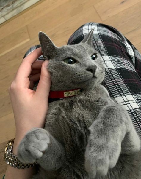 Russian Blue Cat Aesthetic, Blue Russian Cat, Russian Blues, Russian Cat, Dream's Cat, Sleeping Kitten, Russian Blue Cat, Gray Cat, Grey Cat